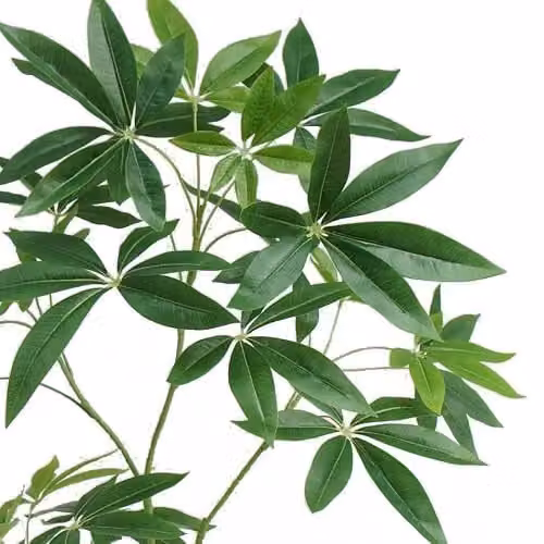Botanik Artificial Money Tree Pachira Realistic Faux Green Plant, H 120 cm x W 50 cm x D 50 cm – 2