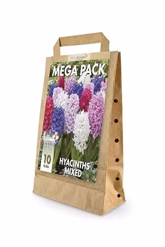 GreenBrokers Big Value Pack Multicolour Hyacinth Bulbs