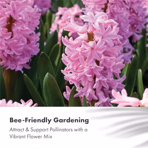 GreenBrokers Hyacinth Spring Flower Bulbs in Fondant Dark Pink – 2