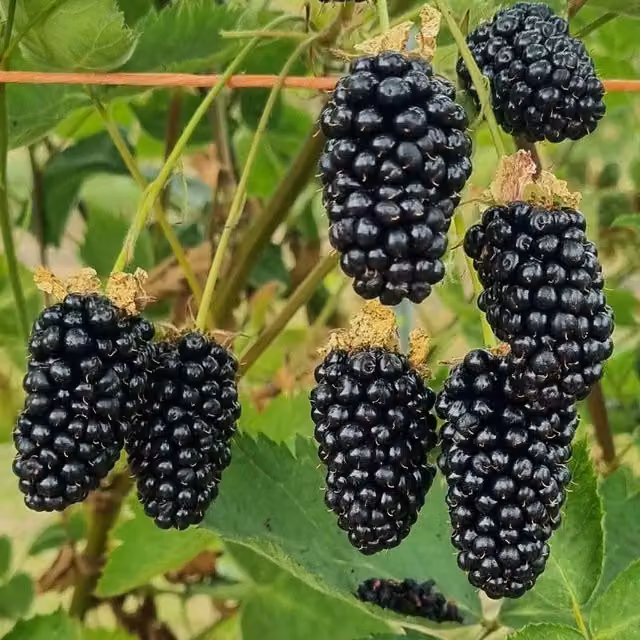 Marshalls Garden Blackberry Loch Katrine Black Berry Bush