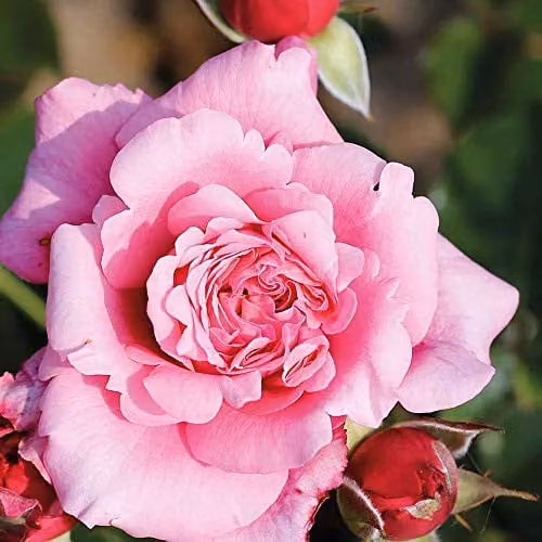 Thompson and Morgan Timeless Pink Rose Bare Root Shrub for Outdoor Ornamental Gardens