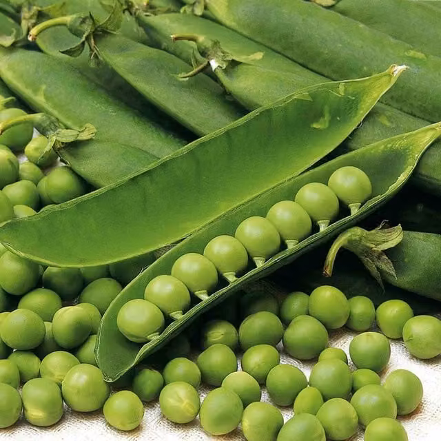 Unwins Douce Provence Green Pea Seeds