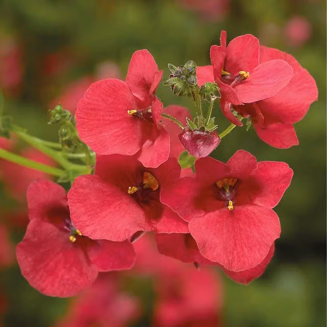 Plants By Post Diascia Flying Colours Red Bedding Plants, 3 x 9cm Pots