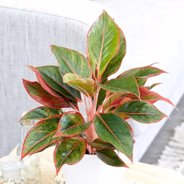 Primrose Aglaonema Chinese Evergreen Indoor Plant in 12cm Pot, 25cm Height, Green Foliage with Pink and White Accents