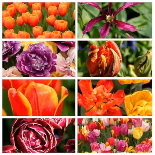 Thompson and Morgan Nurseryman's Choice Tulip Bulbs, Multicolour Spring Flowering Mix, 32 Bulbs – 1
