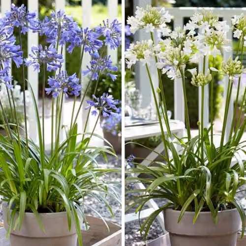 Thompson & Morgan Agapanthus Ever Duo White and Blue Flowering Perennials, 2 x 9cm Pots