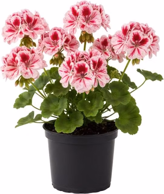 Plants by Post Geranium Calliope Rose Splash Potted Plants, Pink and Red, Pack of 3