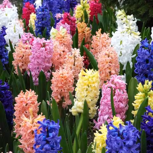 YouGarden Mixed Hyacinth Bulbs, 20 Multicolour Bulbs for Autumn Planting – 4