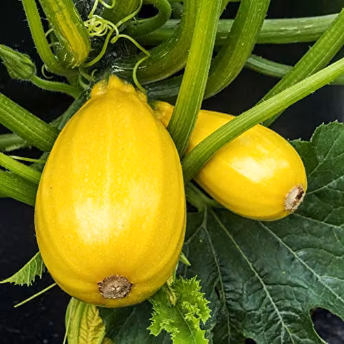Thompson and Morgan Squash Griller's Mix F1 Hybrid Summer Courgette Vegetable Seeds, 1 Pack (Approx. 8 Seeds)