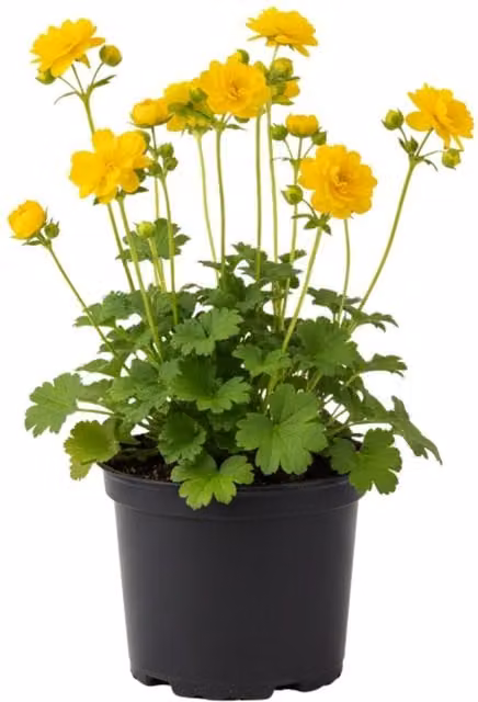 Plants by Post Geum Lady Stratheden Yellow Perennial Cottage Plant, Pack of 6