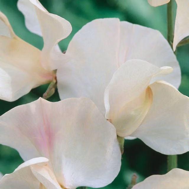 Unwins Juliet White Sweet Pea Flower Seeds