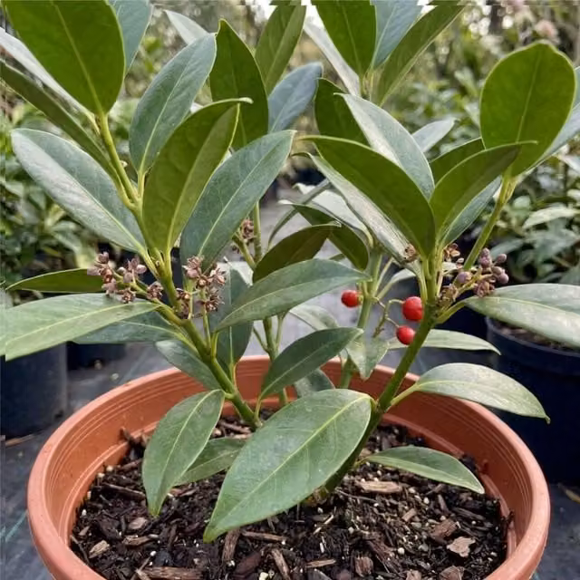 Plants by Post Aucuba Rozannie Japanese Laurel Ornamental Shrub with Dark Green Foliage and Bright Red Berries, 3L Pot