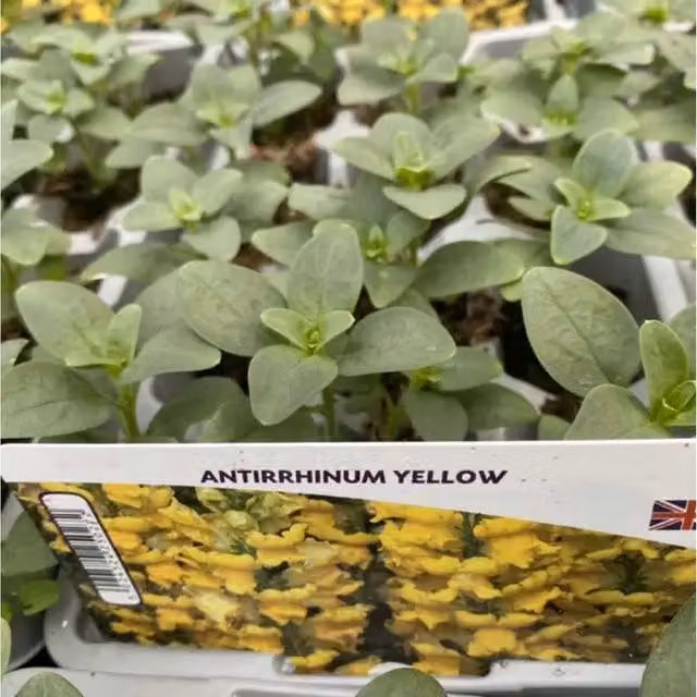 Plants By Post Yellow Antirrhinum Snapdragon Bedding Plants, 12 Pack