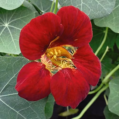 Thompson and Morgan Nasturtium Orchid Flame Seeds, Colour Changing Red and Yellow Annual Flower, 20 Seeds per Packet