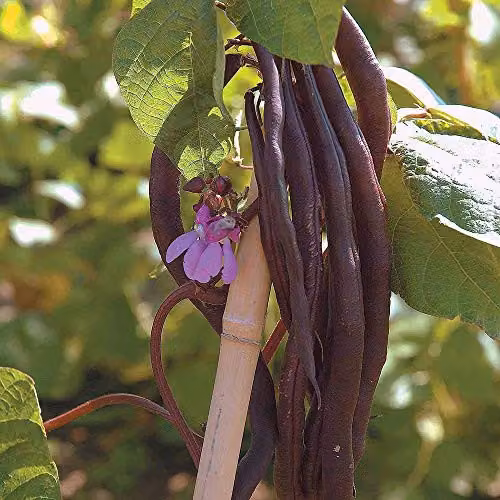 Thompson and Morgan Climbing Bean Blauhilde (Phaseolus vulgaris) Purple Vegetable Seeds, 70 Seeds – 1