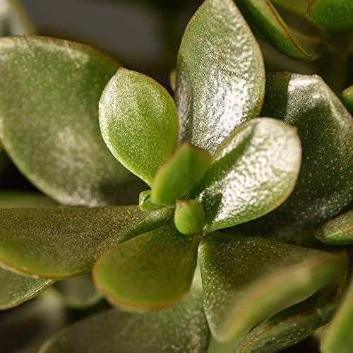Thompson and Morgan Crassula ovata Hulk Money Tree Jade Plant Succulent Indoor House Plants, 2 x 12cm Pots – 3