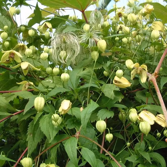 Plants By Post Clematis Serratifolia Golden Harvest Yellow Outdoor Perennial Climber