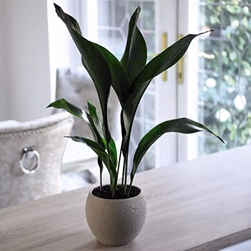 Thompson and Morgan Almost Unkillable Houseplant Collection of 3 Varieties including Aspidistra Elatior, Zamioculcas Raven, and Kentia Palm, Height: 35-65 cm – 2