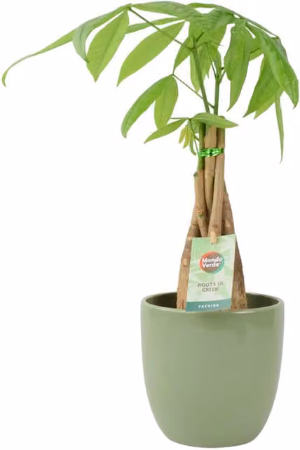 Plants by Post Pachira Money Tree with Braided Trunk in a 12 cm Green Ceramic Pot
