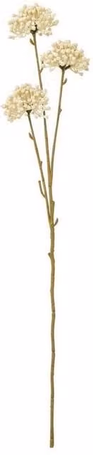 Lemon Pavilion Furniture and Decor Allium Spray Single Stem Flower in White and Beige, Height: 60 cm