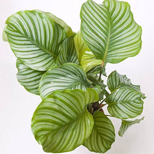 Thompson and Morgan Calatheas orbifolia Goeppertia orbifolia Exotic Perennial Indoor House Plant with Green and Silver Foliage, 2 x 12cm Pots