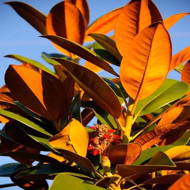 Direct Plants Magnolia Grandiflora Ferruginea White Ornamental Tree in 23L Pot