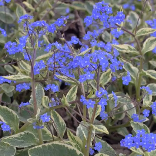 Thompson and Morgan Brunnera macrophylla Hadspen Cream Perennial with Blue Spring Flowers, Set of 3 x 9cm Pots