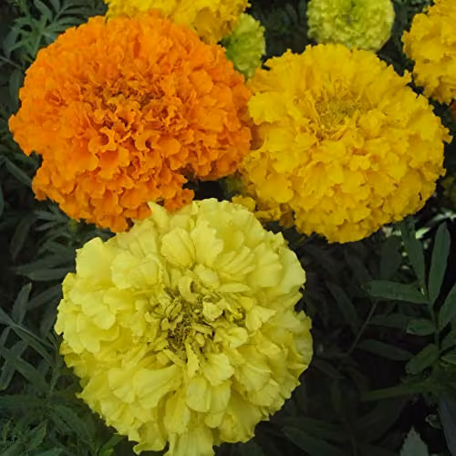 Thompson and Morgan African Marigold Seeds Crackerjack Mixed Tagetes with Orange and Yellow Blooms, 250 Seeds