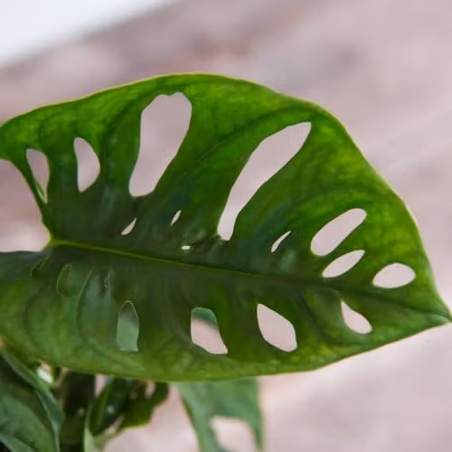 Thompson and Morgan Monstera Adansonii Potted Indoor Perennial Plant with Green Heart-Shaped Foliage, 1x 10.5cm Pot – 2