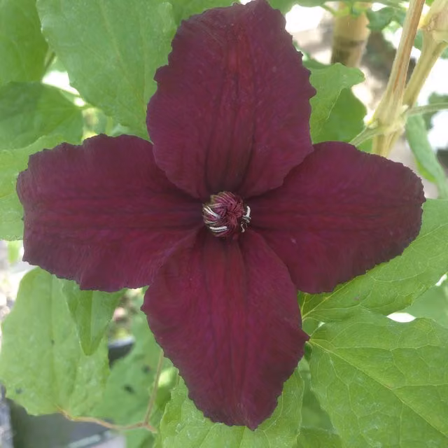 Plants By Post Clematis Viticella Dark Eyes Purple Climbing Outdoor Plant