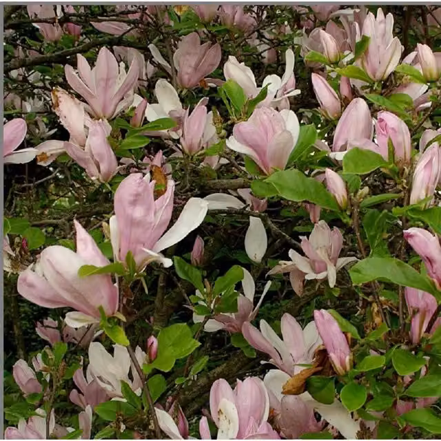 Direct Plants Magnolia George Henry Kern Ornamental Tree, Pink and Green, 7.5 L Pot
