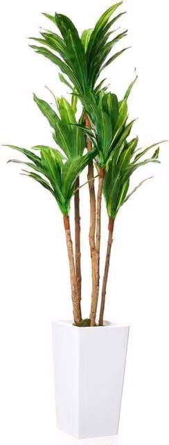 VOGREX Artificial Brazilian Wood Tree in Green Concrete Pot – 1