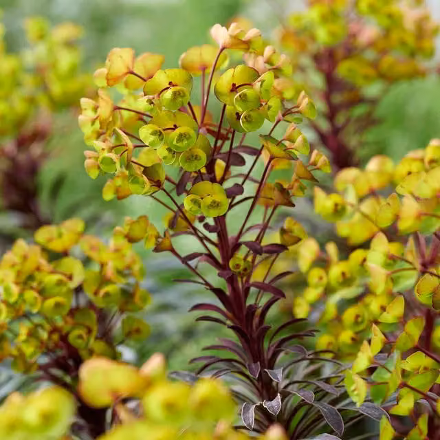 Marshalls Garden Euphorbia Miners Merlot Potted Bedding Plant in Yellow, Purple and Green