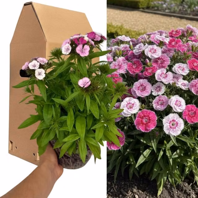 Plants By Post Dianthus Pink Magician Hardy Perennial Plant, Pink