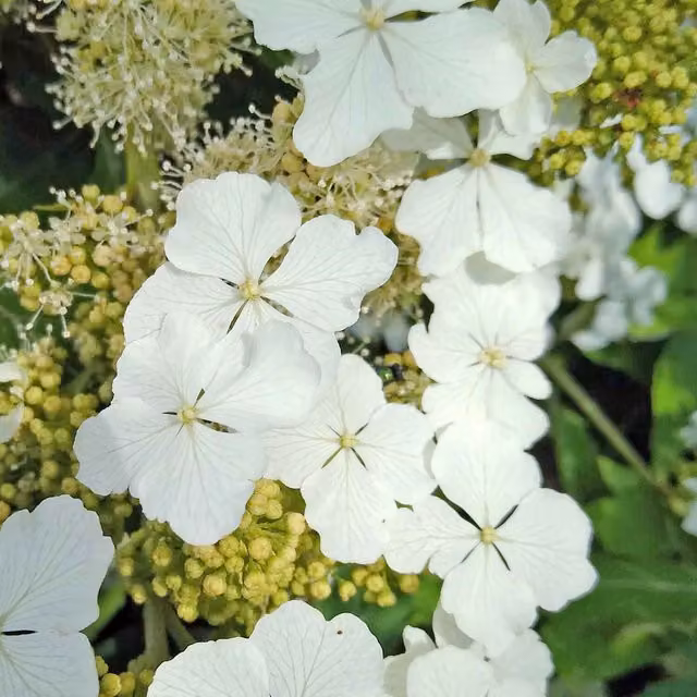 Marshalls Hydrangea quercifolia Ice Crystal White and Purple Ornamental Shrub