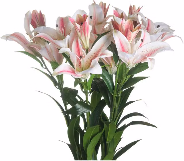 KDMK Organic White Stargazer Lily
