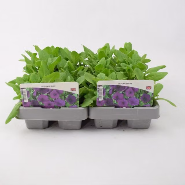 Plants By Post Blue Petunia Bedding Plants, 12 Pack