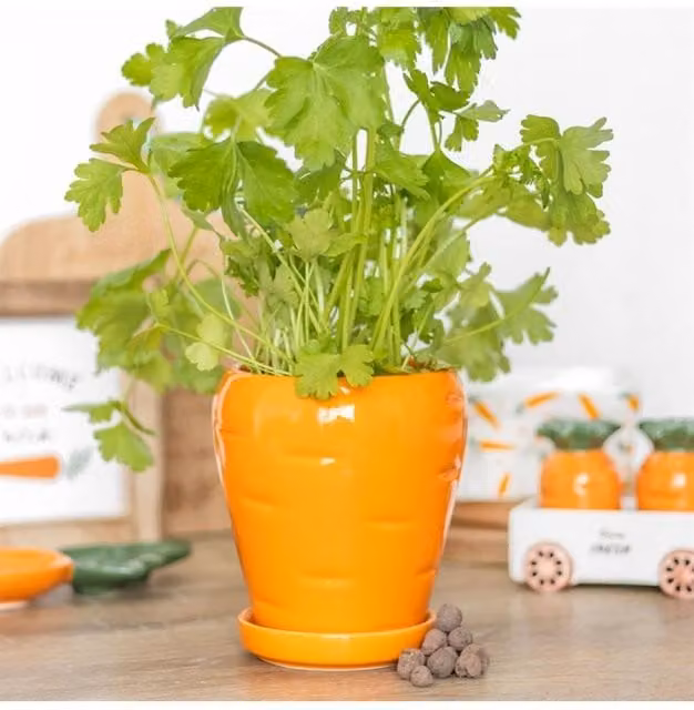KDMD Orange Carrot-Shaped Plant Pot with Parsley Seed Balls for Growing Fresh Herbs