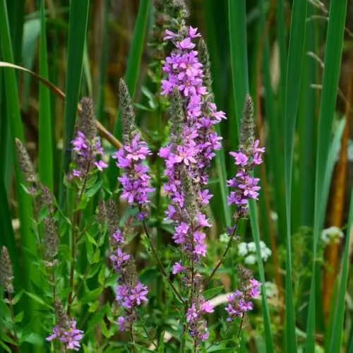 Thompson and Morgan Lythrum Salicaria Purple Loosestrife Hardy Perennial with Pink and Purple Flowers, 1 Litre Pot