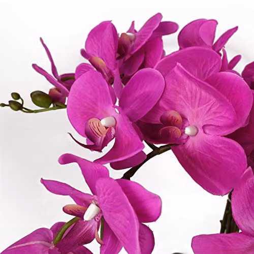 Leaf Design UK Potted Artificial Orchid Flower Display in Pink and Black, Height: 85 cm – 2