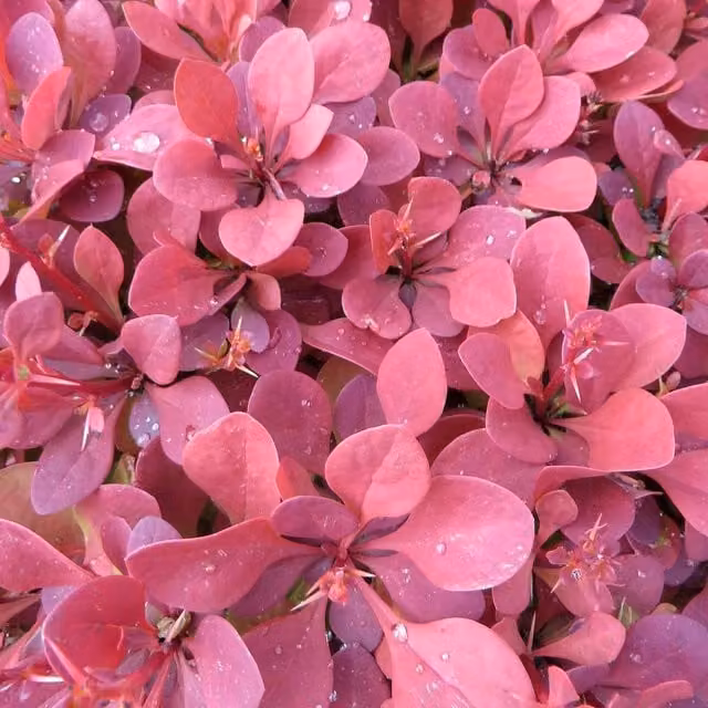 Marshalls Orange Rocket Berberis Garden Shrub, 9cm Pot, Colour-changing Orange, Red, Yellow and Pink