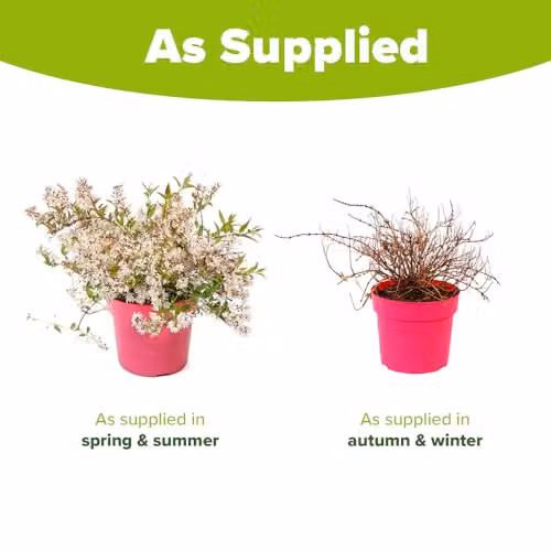 YouGarden Deutzia Million Stars Pink Carpet Ornamental Ground Cover Shrub – 4