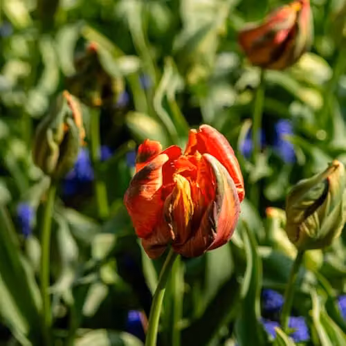 Thompson and Morgan Nurseryman's Choice Tulip Bulbs, Multicolour Spring Flowering Mix, 32 Bulbs – 2
