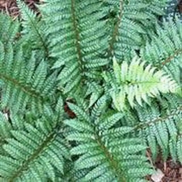 Plants By Post Polystichum Braunii Holly Fern, Green and Silver, 1L Pot