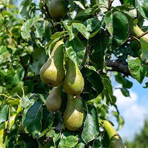 Thompson & Morgan Pyrus Conference Pear Mini Fruit Tree in 9cm Pot – 3