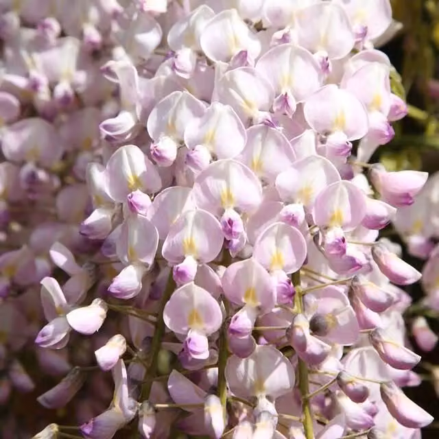 Plant Theory Wisteria Floribunda Kuchi-beni Pink Climbing Plant, Green