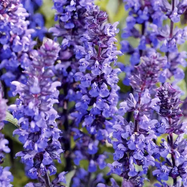 Thompson & Morgan Salvia New Dimensions Mix Garden Ready Perennial Plants, Multi-Colour