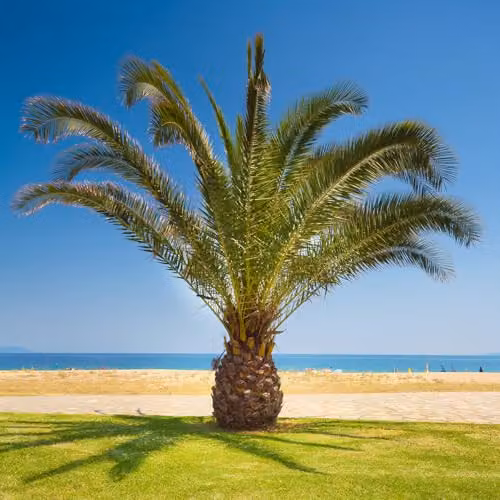 YouGarden Pair of Hardy Phoenix Palms, Canary Island Date Palms, 0.8-1m Tall in 20cm Pots – 2