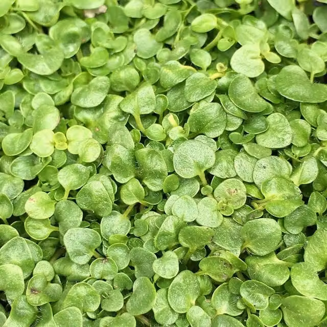 Mentha Requienii Corsican Mint Perennial Herb Garden Plant in a 9cm Pot, Green