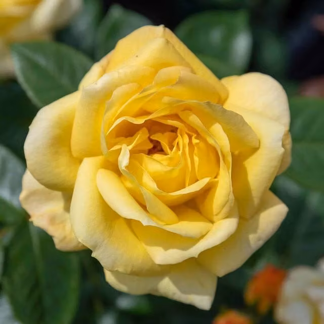 Marshalls Garden Arthur Bell Yellow Floribunda Shrub Rose